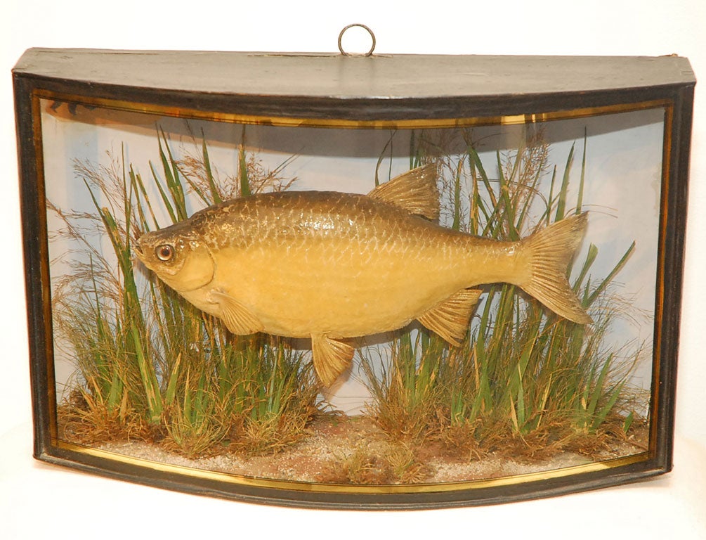19TH C. ORIGINAL MOUNTED TAXIDERMY FISH IN GLASS CASED WITH ORIGINAL LONDON LABEL MARKED RICHMOND CROVE BARNSBURY.