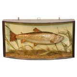 19TH C. MOUNTED FISH TAXIDERMY