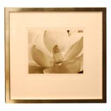 Vintage Silver Print of Magnolia Blossom by Imogen Cunningham