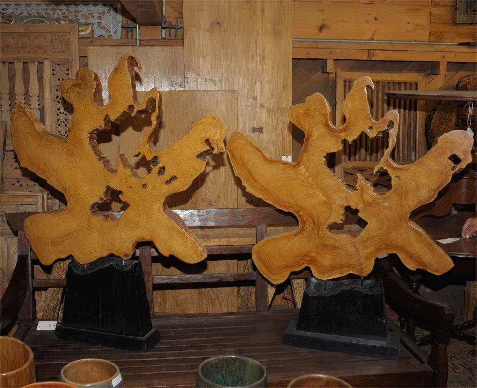 Large Teak Burlwood Cross Section Disks on Wood & Iron Stand