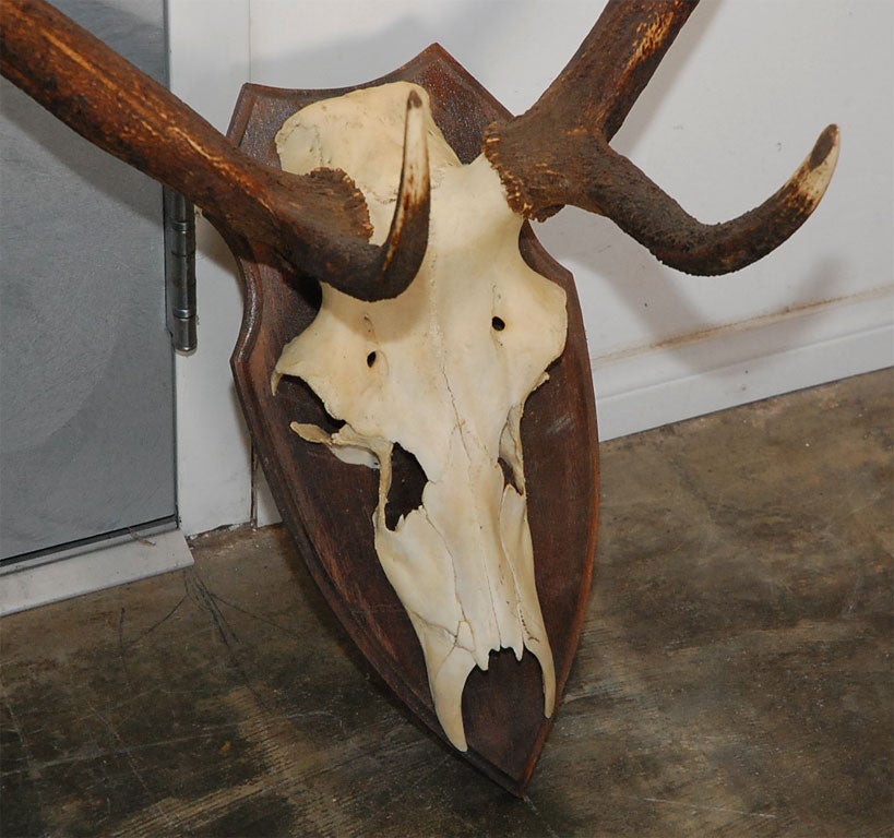 Other Large Deer Horn Wall Plaque For Sale
