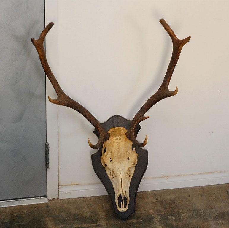 20th Century Large Deer Horn Wall Plaque For Sale