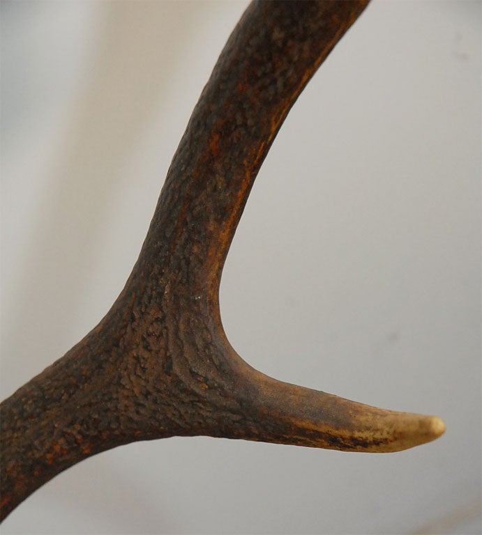 Large Deer Horn Wall Plaque For Sale 2