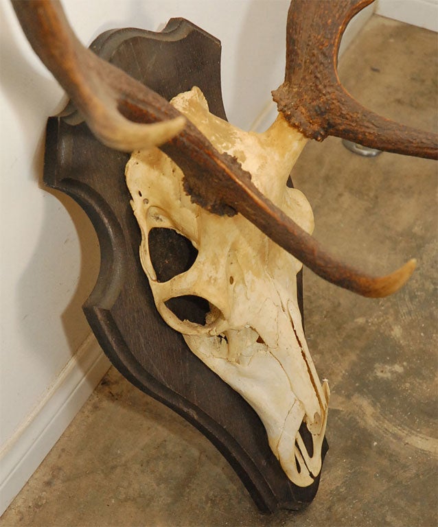 Large Deer Horn Wall Plaque For Sale 3