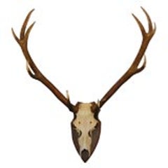 Large Deer Horn Wall Plaque 2