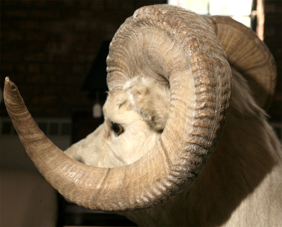 Full Body Taxidermy Moutain Ram In Excellent Condition In Hudson, NY