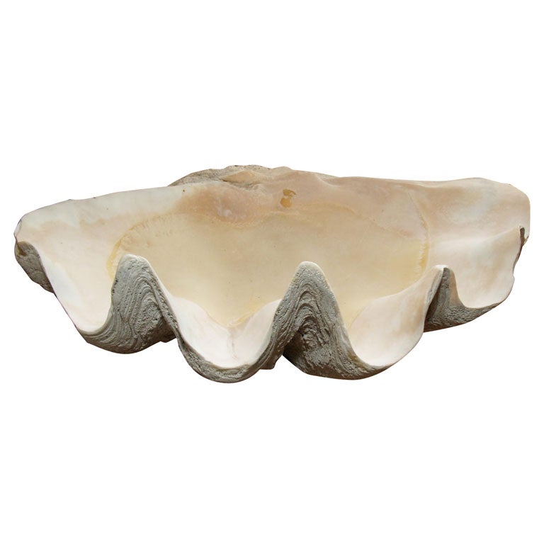 Giant Clam Shell