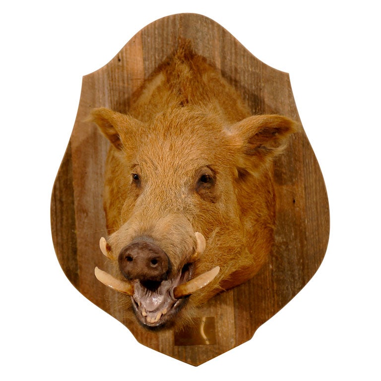 Russian Red Boar