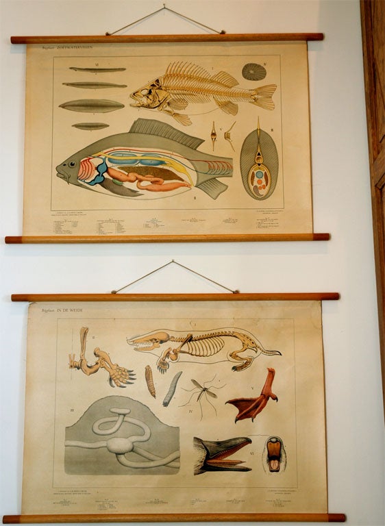 Set of four Belgium school charts