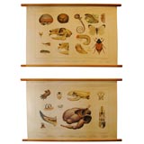 Set of four Belgium school charts Set of four Belgium school charts