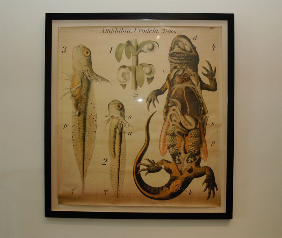 Large framed school chart of Salamander. For Sale 4