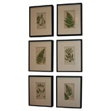Set of Six Framed 19th Century Fern Prints