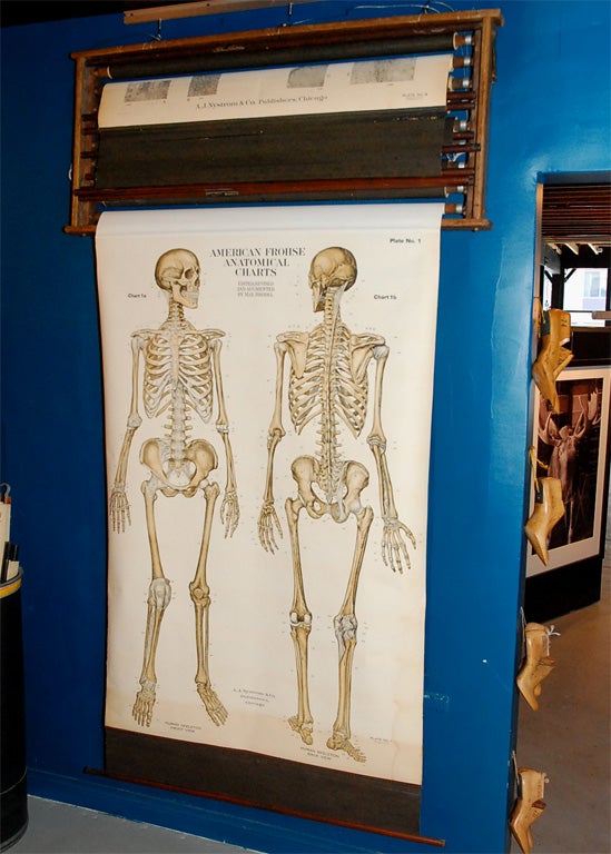 This remarkably-well intact wall rack boasts nine anatomical charts for use in the classroom. Each one unrolls completely to a size of roughly 41 x 52