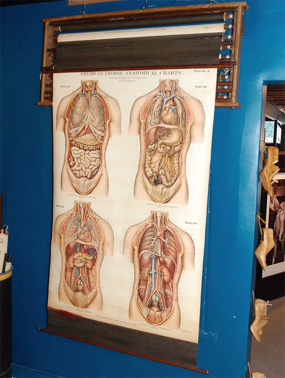 Set of Nine Human Anatomy Charts in Original Wall Rack 1