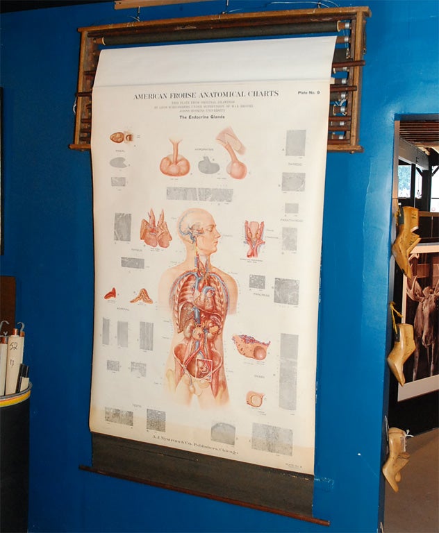 Set of Nine Human Anatomy Charts in Original Wall Rack 3