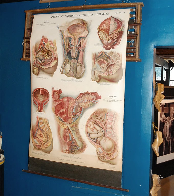 Set of Nine Human Anatomy Charts in Original Wall Rack 4
