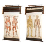 Antique Set of Nine Human Anatomy Charts in Original Wall Rack