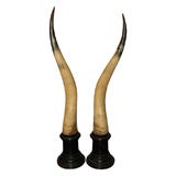 Pair 19th c Horns on wood mounts