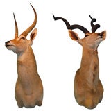 Pair of Mounted African Horned Animal Heads