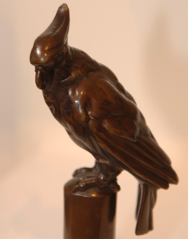 Bronze Cockatiel For Sale 1