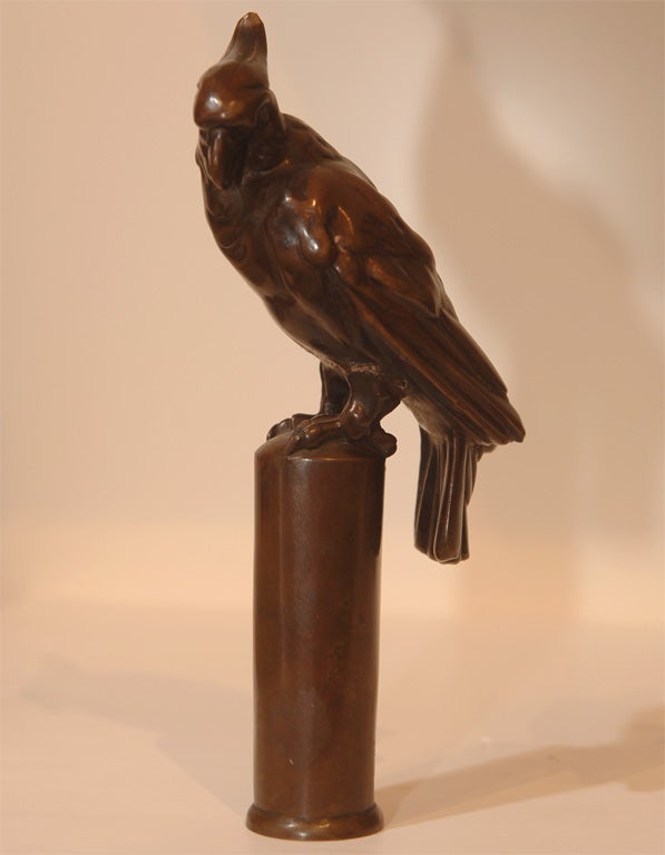 Bronze Cockatiel For Sale 2