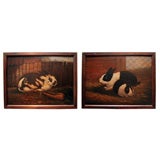 Pair of oil paintings of rabbits, signed A. J. Simpson.