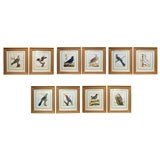 A  fine set of ten bird engravings by F.N. Martinet