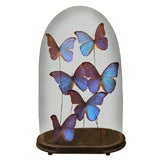 Antique Large Butterfly Collection Dome