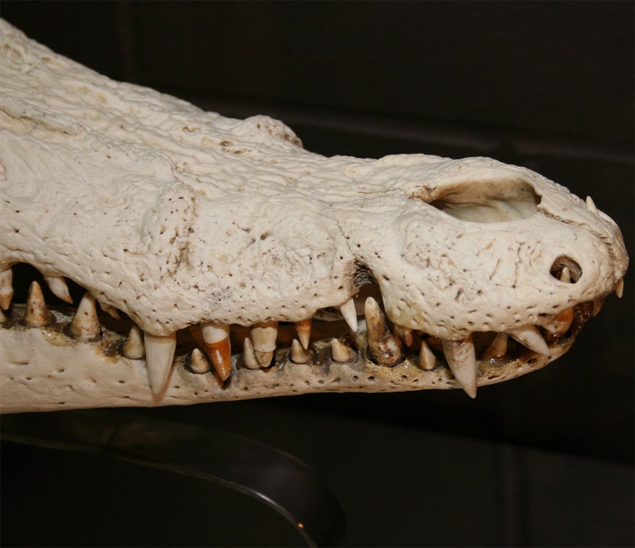 Just an amazing object. An old croc skull taken and mounted on a slick, creative stand.