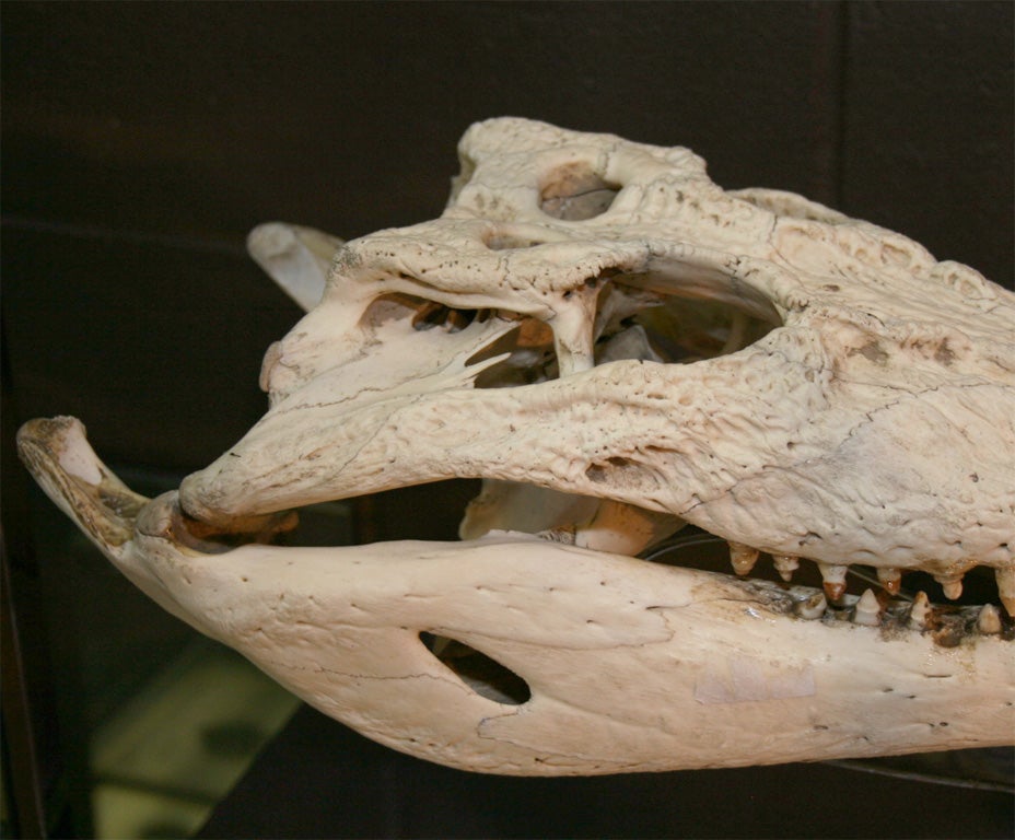 Unknown Crocodile Skull Mounted on High Polished Steel Base