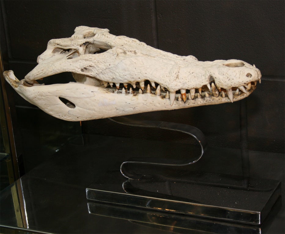 Crocodile Skull Mounted on High Polished Steel Base In Good Condition In New York, NY