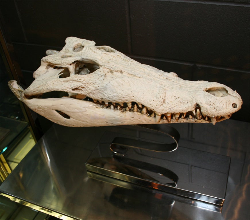 20th Century Crocodile Skull Mounted on High Polished Steel Base