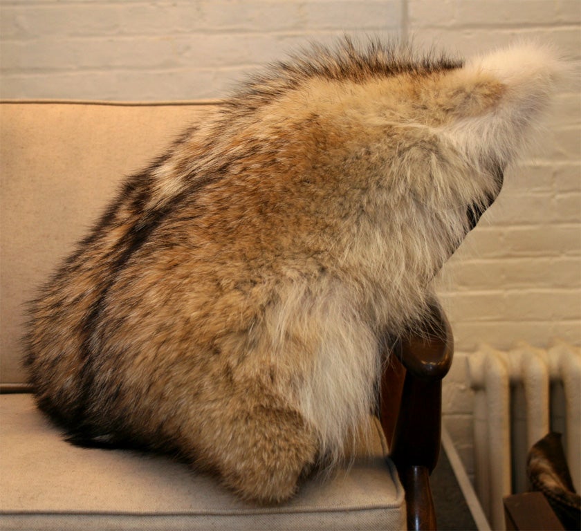 coyote pillow