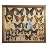 Set of Five Turn of the Century Collections of Exotic Butterflie