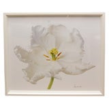 Tulips" Framed Photograph by Peter Arnold