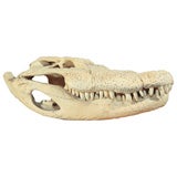 Alligator Skull