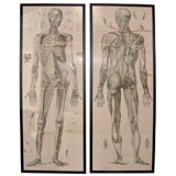Pair of Large 18th Century Anatomical Etchings
