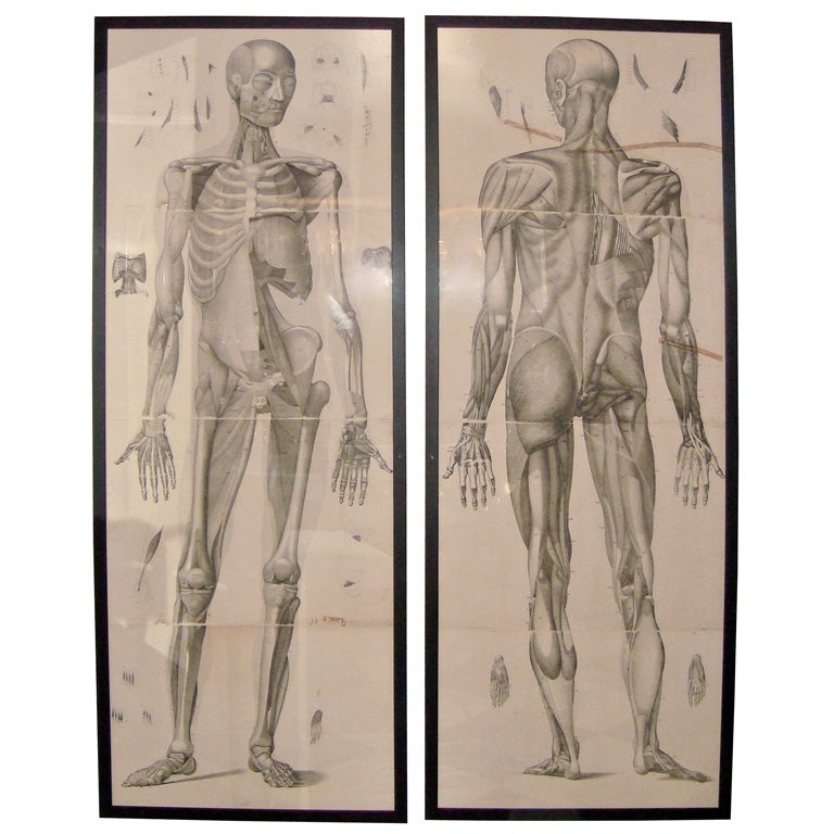 Pair of Large 18th Century Anatomical Etchings For Sale
