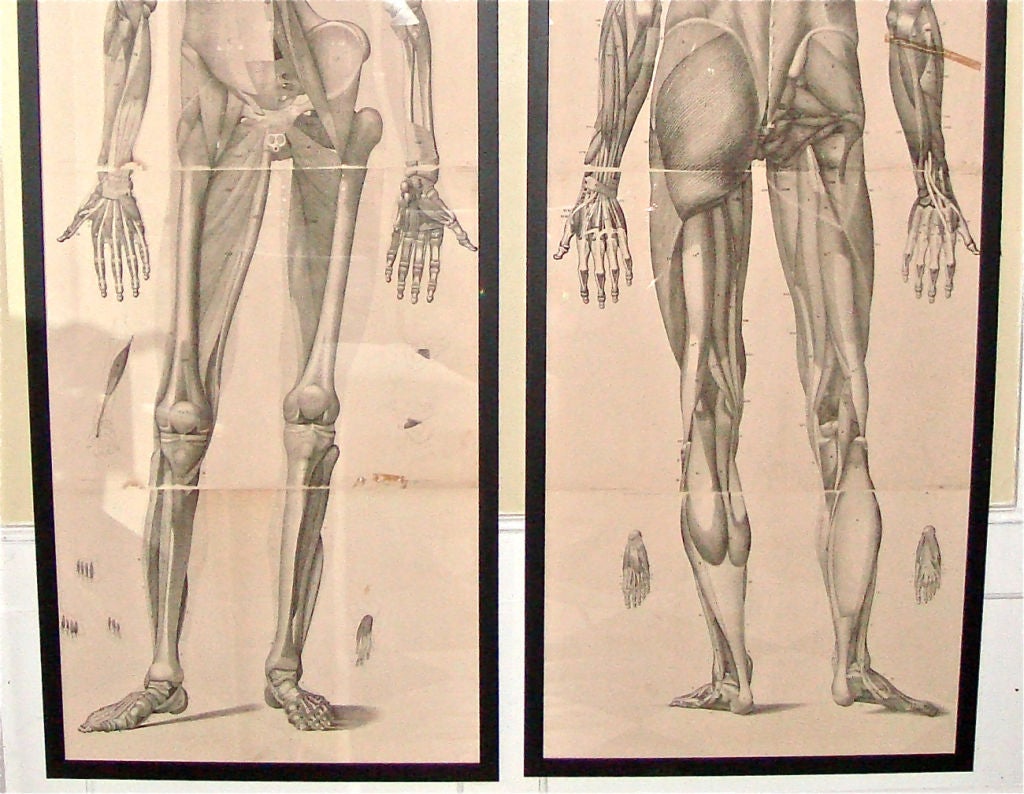 18th Century and Earlier Pair of Large 18th Century Anatomical Etchings For Sale