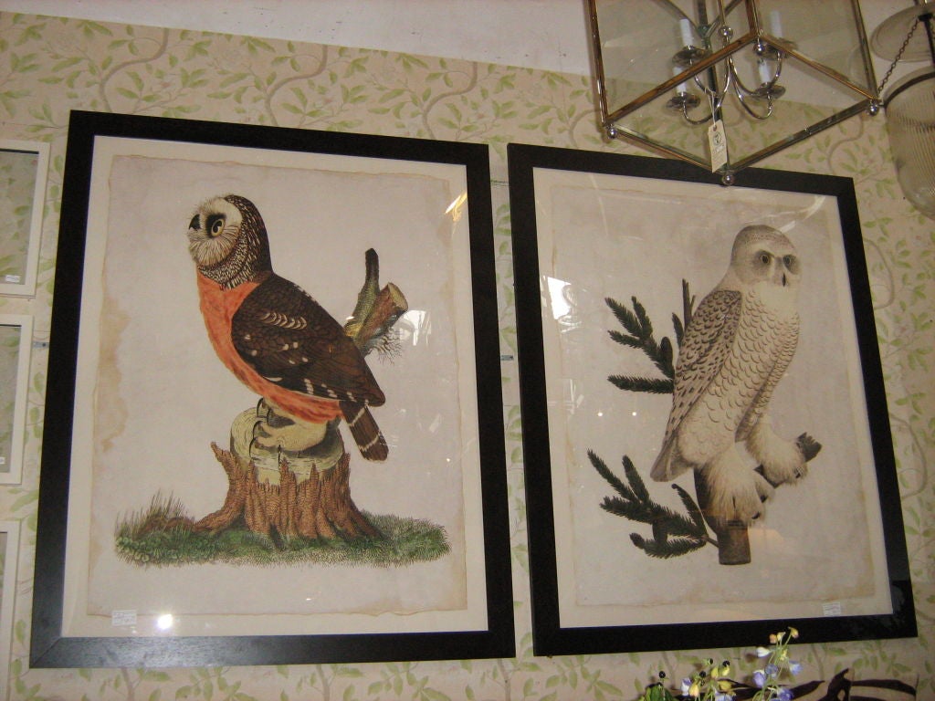 Hand colored large owl prints. Priced separately.