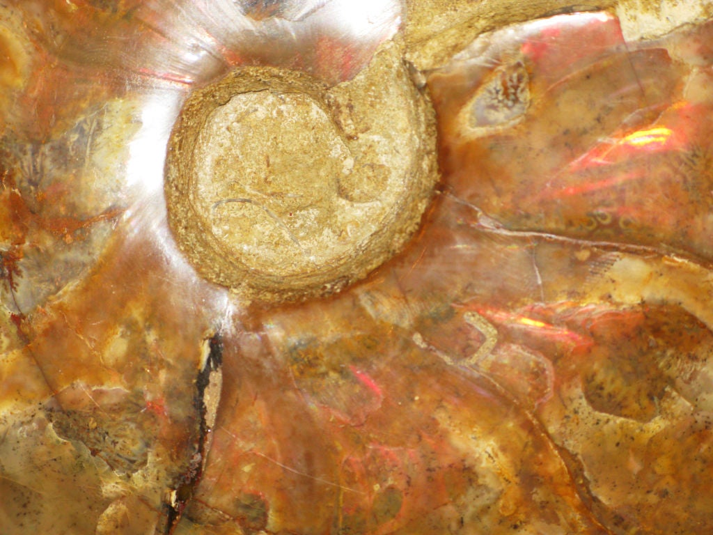 Pair of Fossils on Custom Stands by Karl Springer