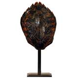 Illuminating Tortoise Shell on Metal Base by Karl Springer