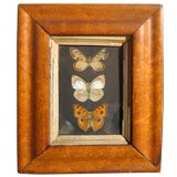 Framed Butterflies