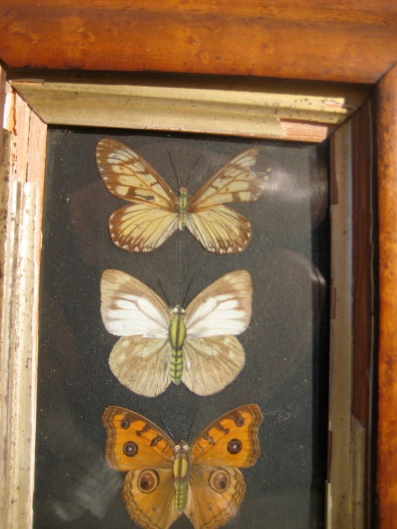 Framed Butterflies