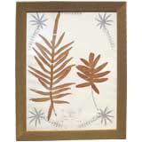 Elegant Fougeres Botanical