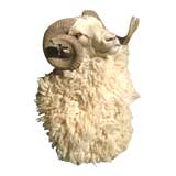 Horned Sheep