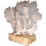 Natural Blue Coral