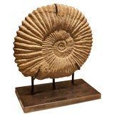 Mounted Ancient Ammonite