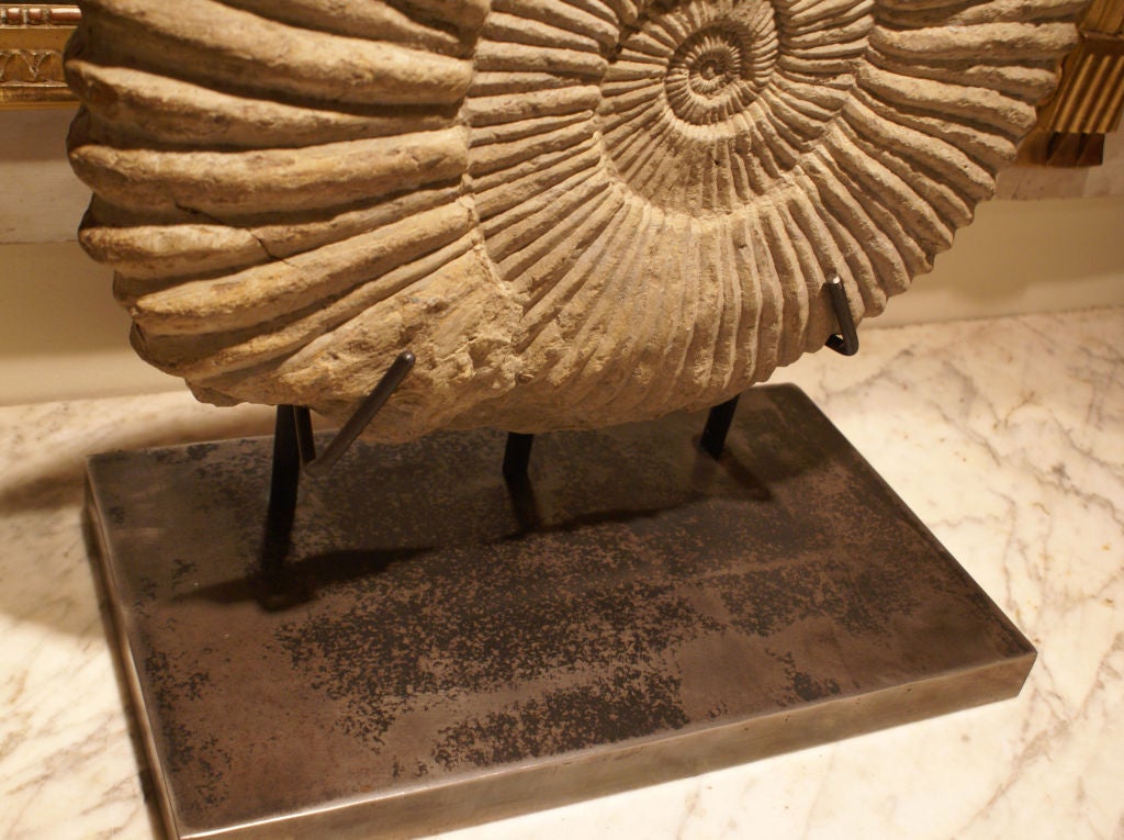 Mounted Ancient Ammonite