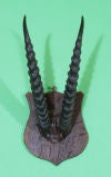 Vintage African Horn Trophy